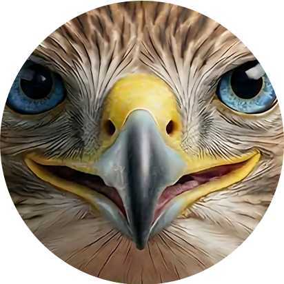 social-hawk-early-bird